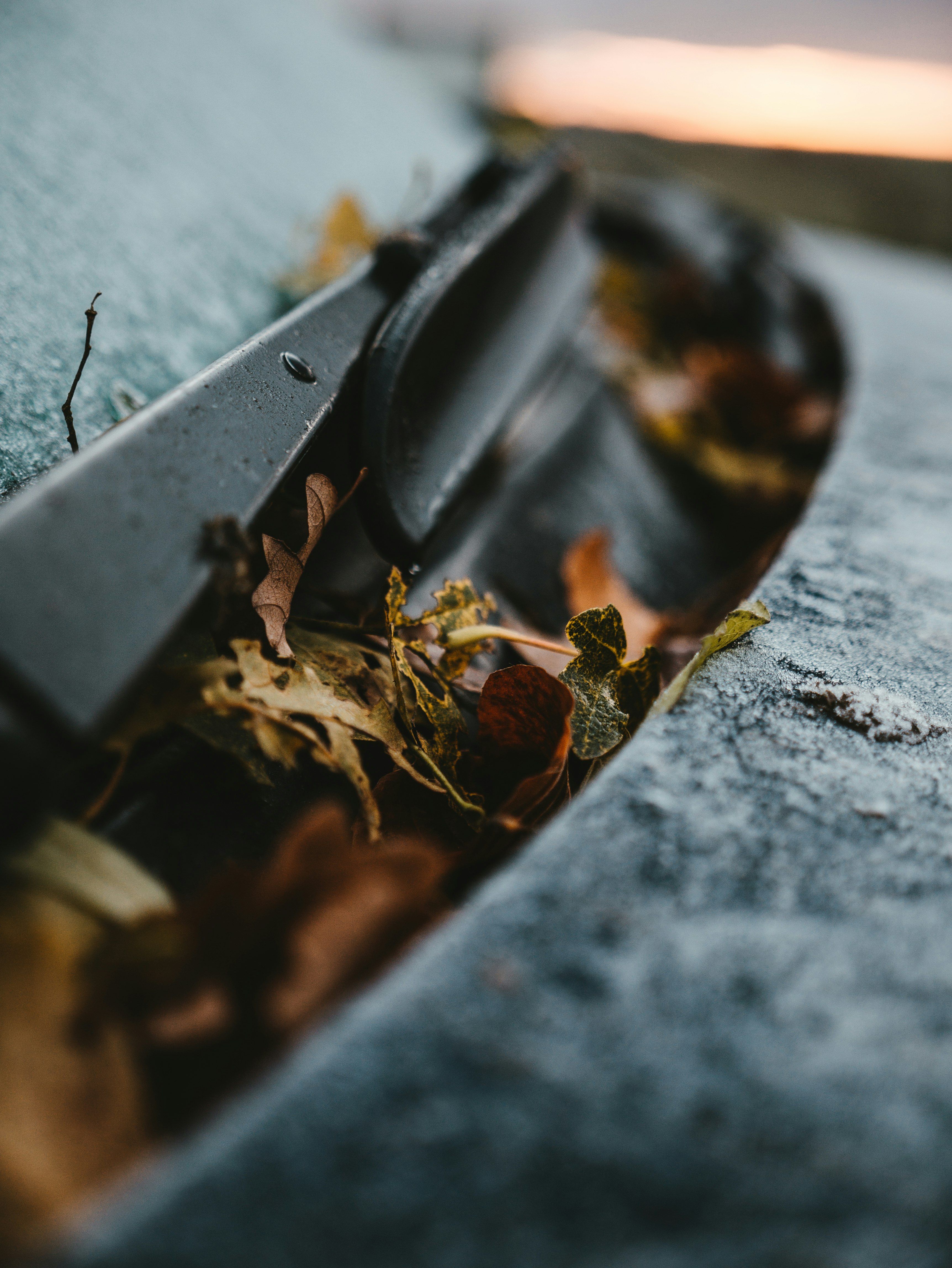 withered leaves on vehicle windshield